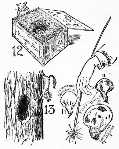 Figs. 12 and 13