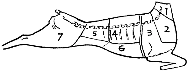 Illustration from the original book